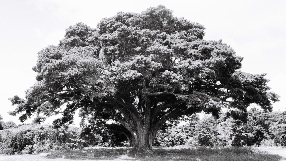A Mighty Old Tree