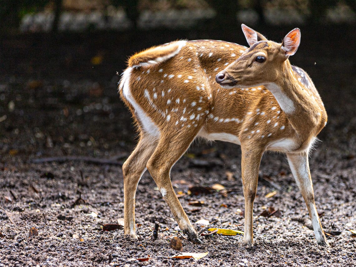 © Charles. C, 2024.